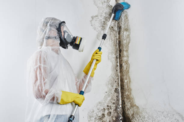 Office Mold Removal Services in Bedford, IN
