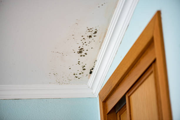 Home Mold Removal in Bedford, IN